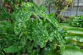 Top 1 alocasia hilo beauty care: unveiling the secrets to stunning plant growth